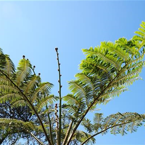 Cyathea cooperi