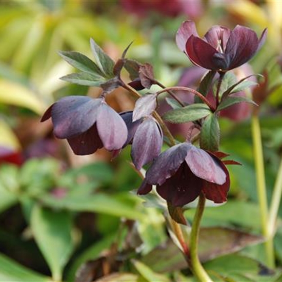 Helleborus orientalis 'Metallic Blue Lady'