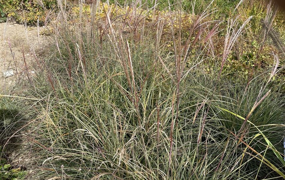 Miscanthus sinensis 'Yaku Jima'