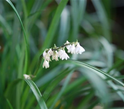 Ophiopogon japonicus