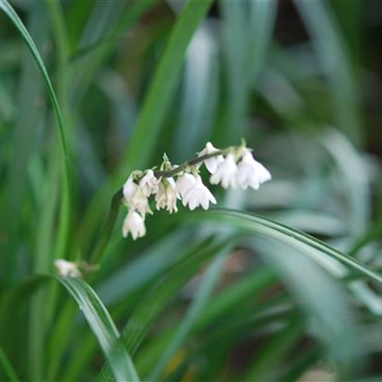 Ophiopogon japonicus