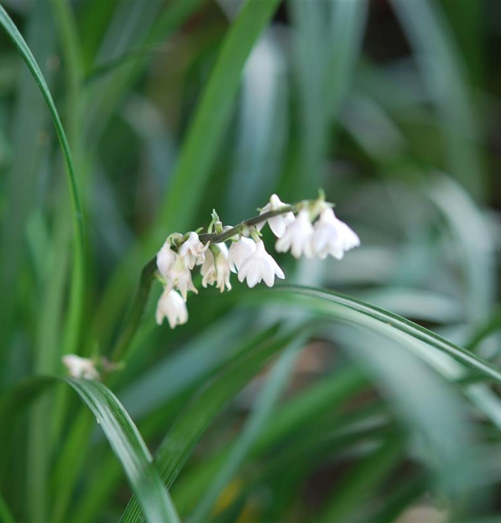 Lilienrasen, Schlangenbart