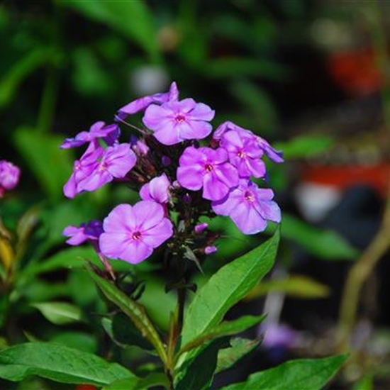 Phlox (Paniculata-Gruppe) 'Blue Boy'