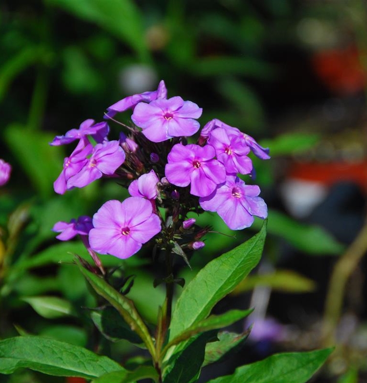 Hoher Staudenphlox