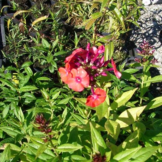 Phlox (Paniculata-Gruppe) 'Orange Perfection'