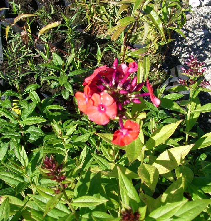 Hoher Staudenphlox