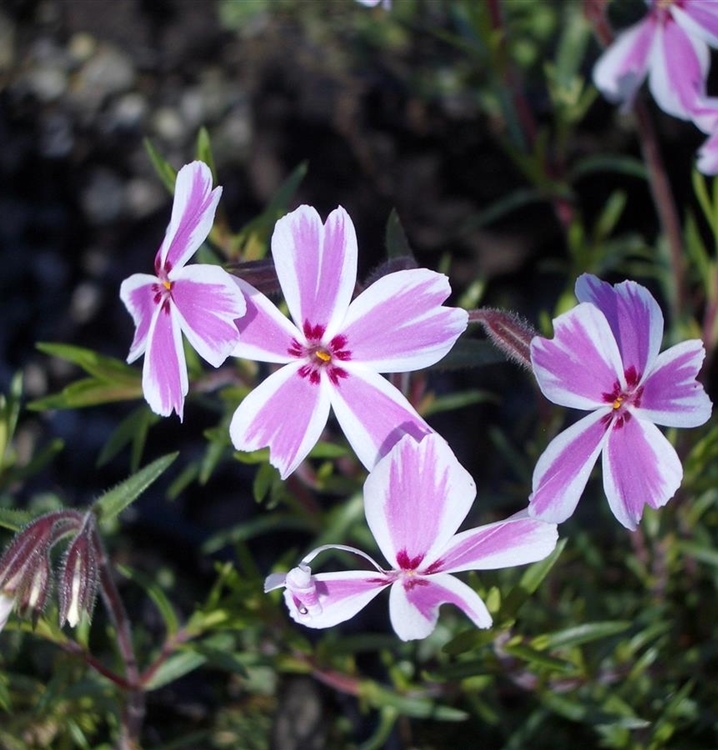 Polsterphlox