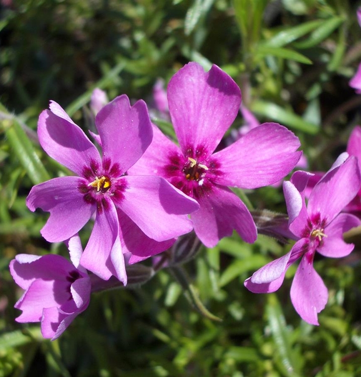 Polsterphlox