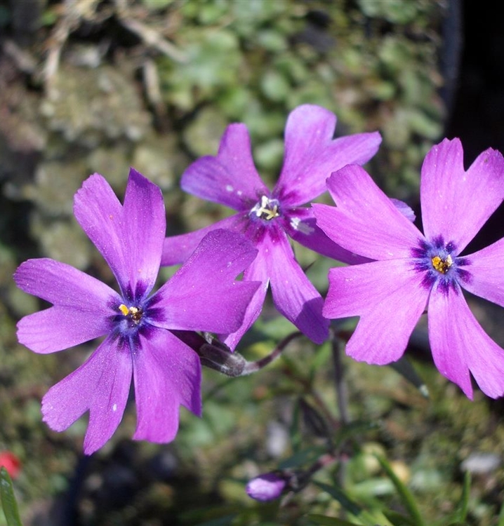 Polsterphlox