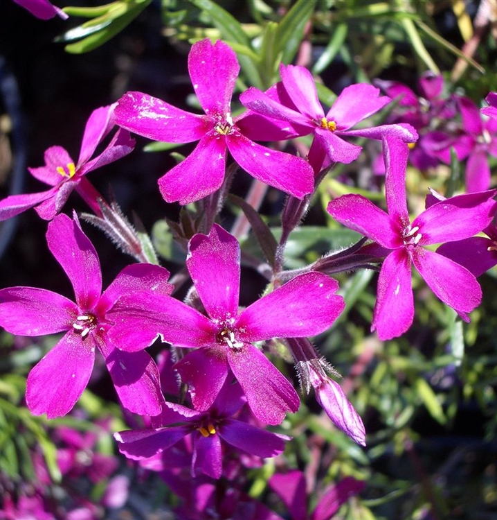 Polsterphlox