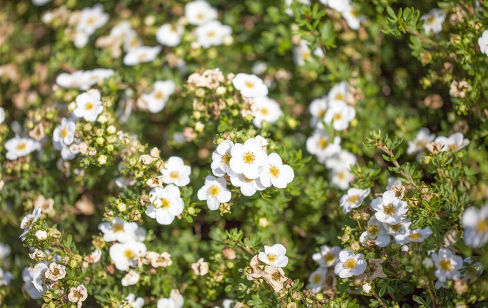 Potentilla fruticosa 'Abbotswood'