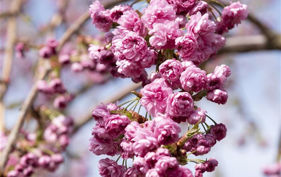 Prunus 'Kiku-shidare-zakura'