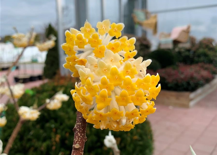 Edgeworthia chrysantha