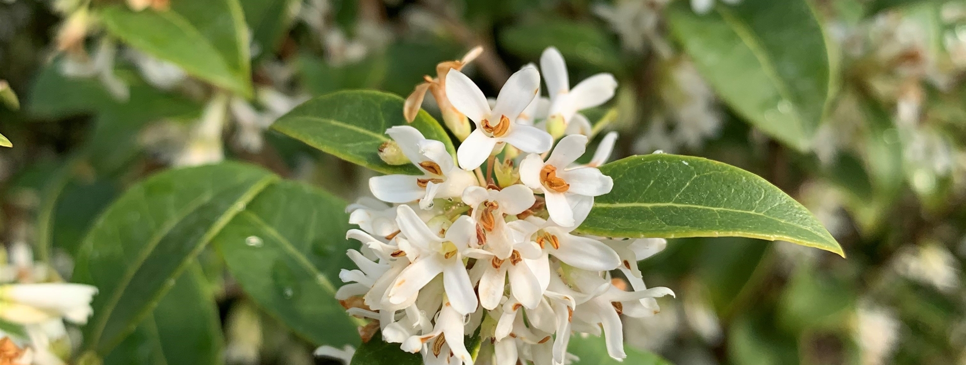 Osmanthus burkwoodii (x)