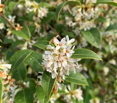 Osmanthus burkwoodii (x)