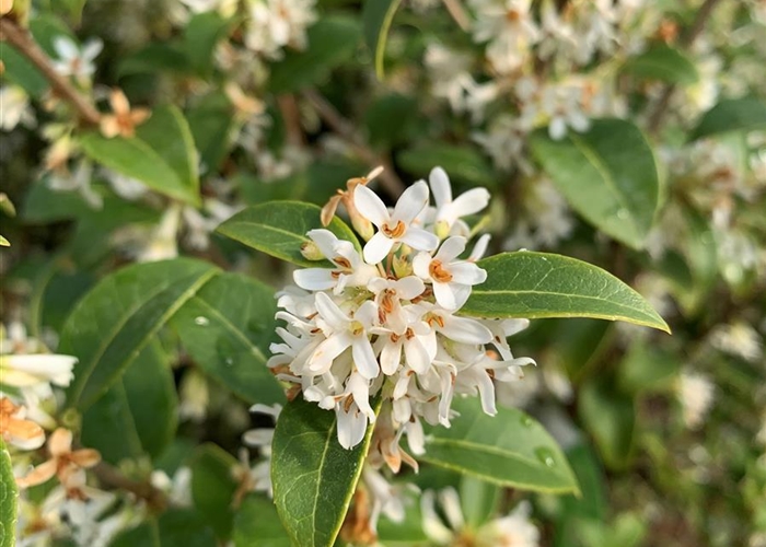 Osmanthus burkwoodii (x)