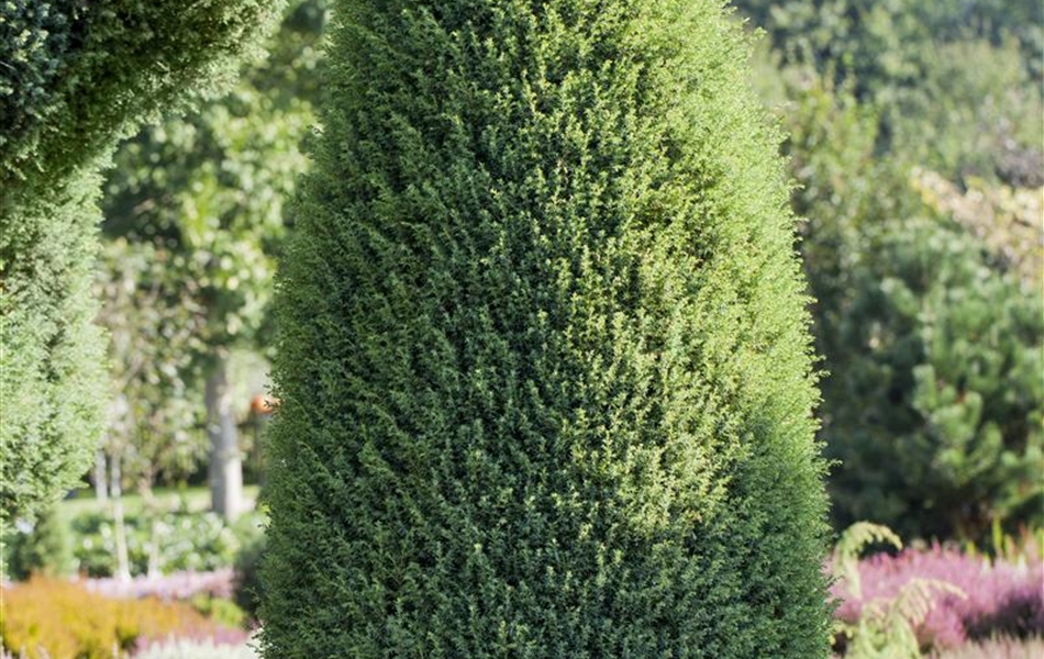 Juniperus communis 'Hibernica'