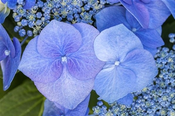 Hydrangea macrophylla 'Blaumeise'