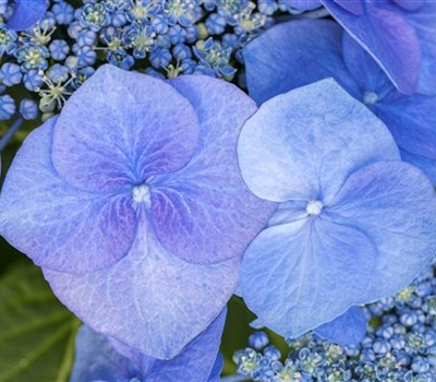 Hydrangea macrophylla 'Blaumeise'