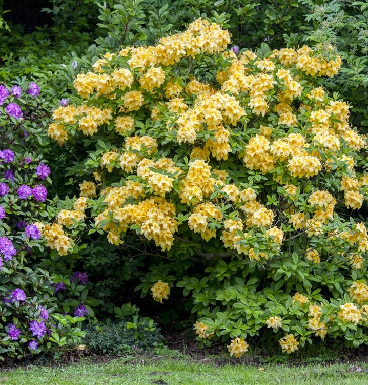 Sommergrüne Azalee 'Goldpracht'