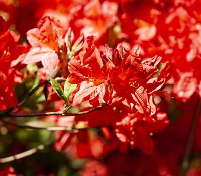 Rhododendron (Mollis Azalee) 'Fireball'