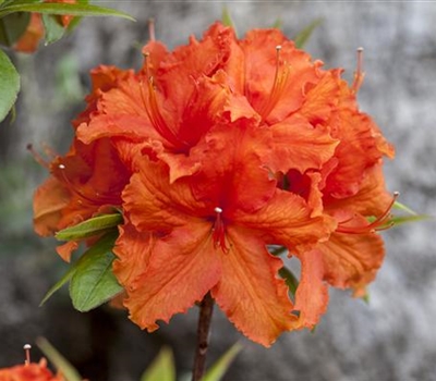 Rhododendron (Mollis Azalee) 'Golden Eagle'