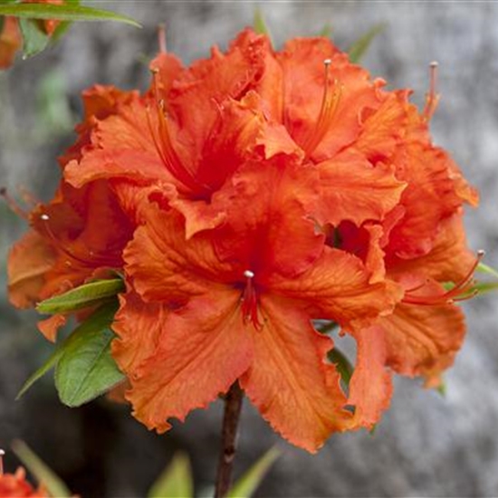 Rhododendron (Mollis Azalee) 'Golden Eagle'