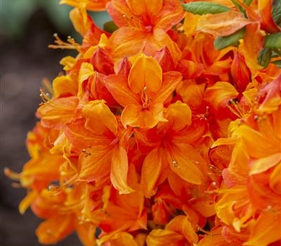 Rhododendron (Mollis Azalee) 'Klondyke'