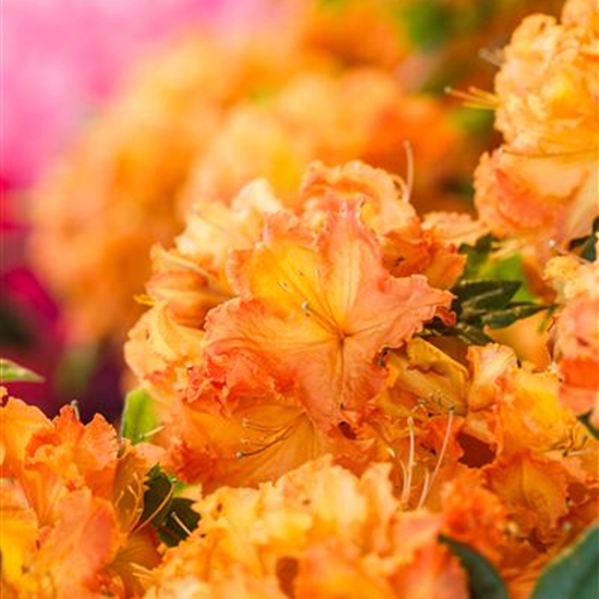 Rhododendron (Mollis Azalee) 'Gibraltar'