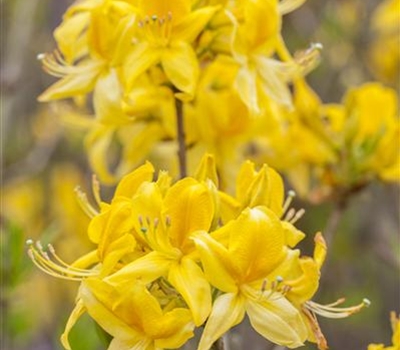 Rhododendron (Mollis Azalee) 'Golden Sunset'