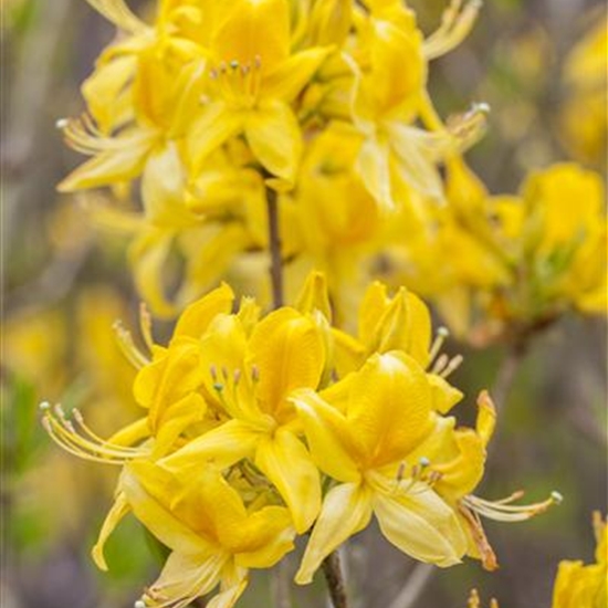 Rhododendron (Mollis Azalee) 'Golden Sunset'