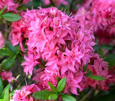 Rhododendron (Mollis Azalee) 'Homebush'