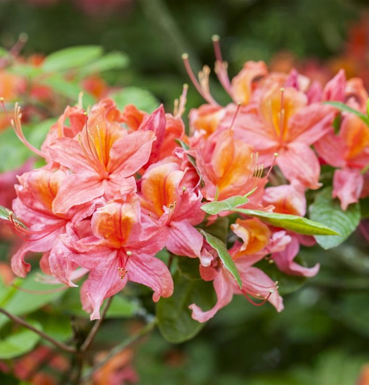 Sommergrüne Azalee 'Pink Delight'