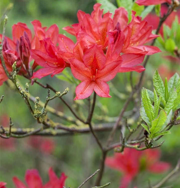 Sommergrüne Azalee 'Satan'