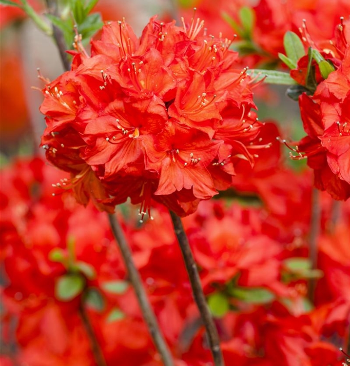 Sommergrüne Azalee 'Nabucco'