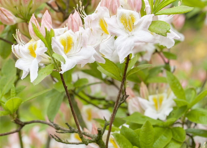 Laubabwerfende Rhododendron