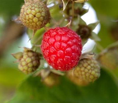 Rubus idaeus 'Willamette'