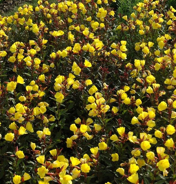 Garten-Nachtkerze 'Erica Robin'