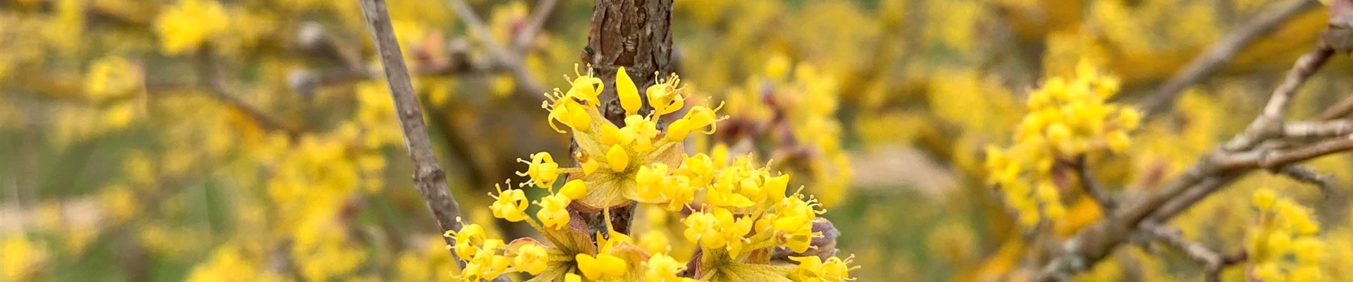 Cornus mas Blüte.jpg