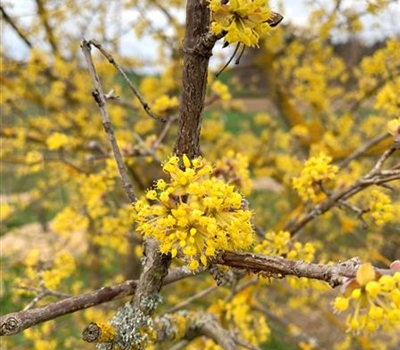 Cornus mas