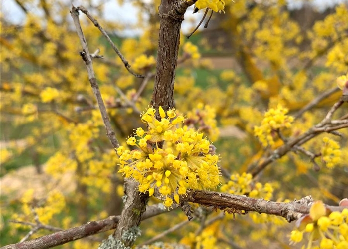 Cornus mas