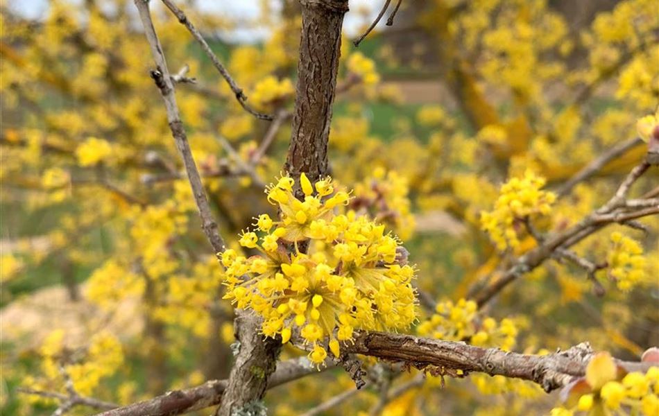 Cornus mas