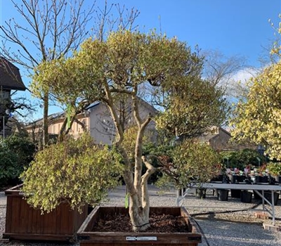 Enkianthus perulatus Gartenbonsai Nr. 79