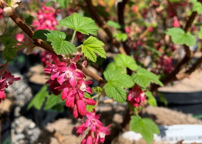 Ribes sanguineum 'King Edward VII'