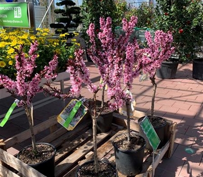 Prunus persica 'Crimson Bonfire'