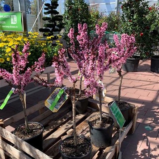 Prunus persica 'Crimson Bonfire'