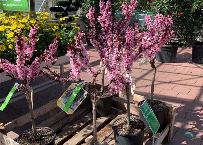 Prunus persica 'Crimson Bonfire'