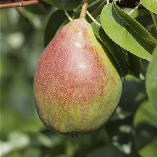 Pyrus communis 'Clapp's Liebling'