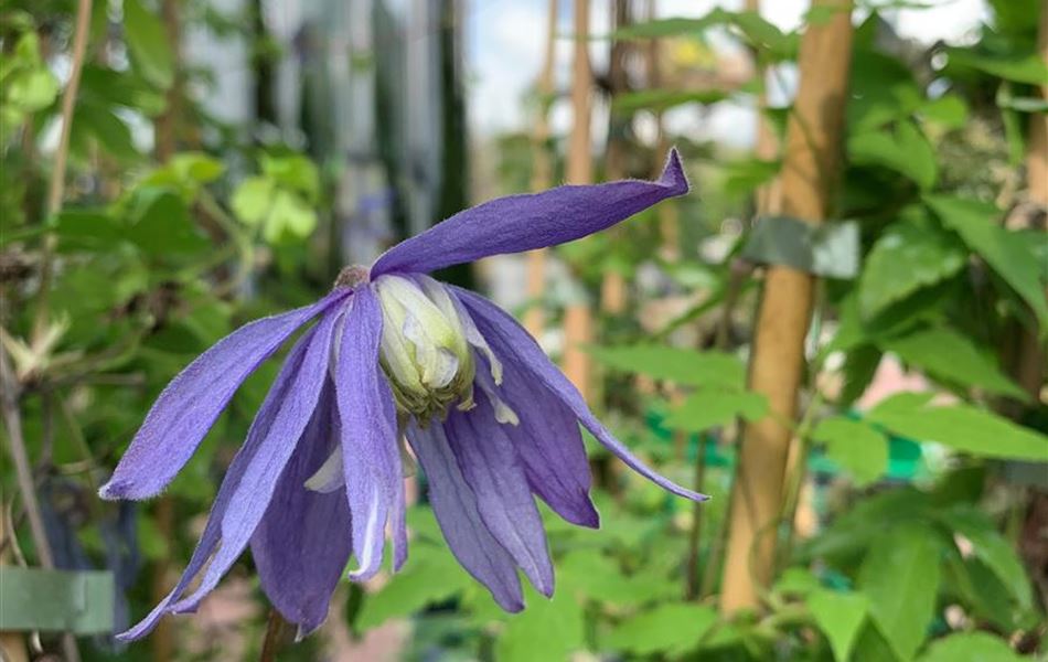 Clematis alpina