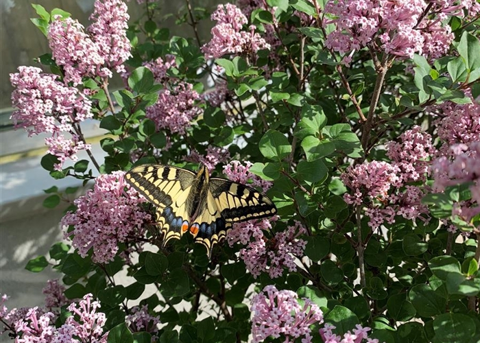 Syringa meyeri 'Palibin'